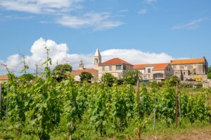 Drevni vinogradi hrvatski su spomendari budućnosti koje treba zaštititi