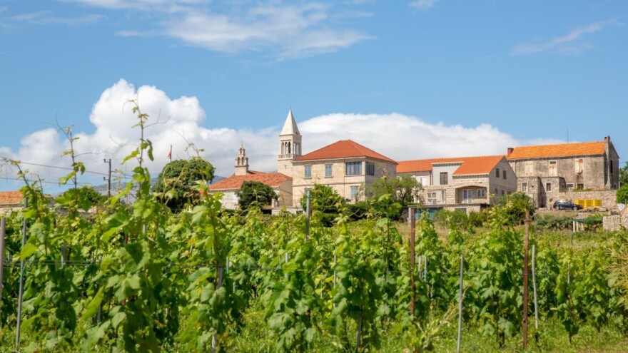 Drevni vinogradi hrvatski su spomendari budućnosti koje treba zaštititi