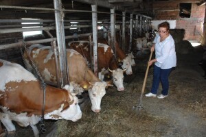 OPG sirana Adela Jareš: Proizvodnja mora ići dalje, krave ne mogu prestati davati mlijeko