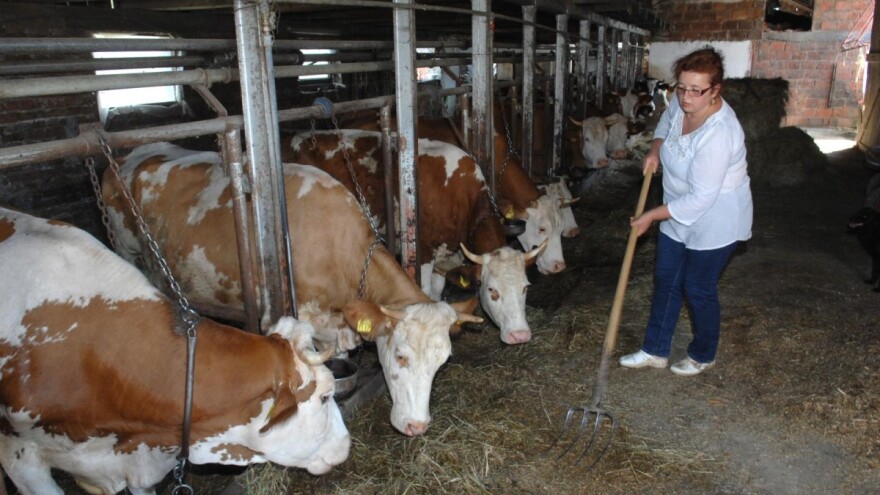 OPG sirana Adela Jareš: Proizvodnja mora ići dalje, krave ne mogu prestati davati mlijeko