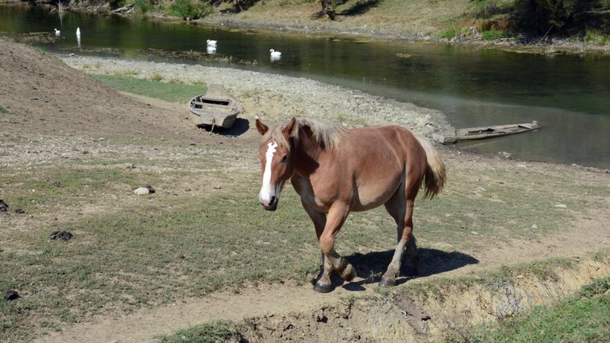Spašeni u poplavi zarobljeni konji iz Odranskog polja!