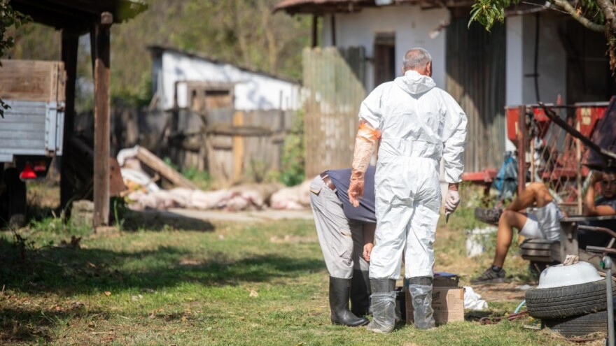 Kako smo od pojave u tri naselja dvaju općina došli do afričke svinjske kuge u tri županije?