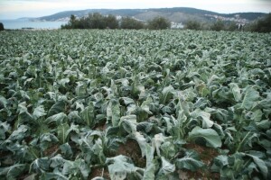 Čini nepopravljive štete u vinogradima, voćnjacima i povrtnjacima, a što je uopće slana?