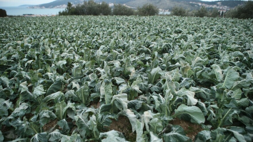 Čini nepopravljive štete u vinogradima, voćnjacima i povrtnjacima, a što je uopće slana?