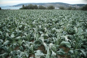 Čini nepopravljive štete u vinogradima, voćnjacima i povrtnjacima, a što je uopće slana?