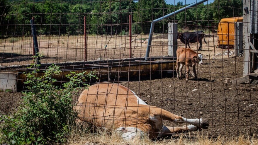 Ljiljana Ivanjac: Mali rizik od širenja antraksa iz Hrvatske u Srbiju