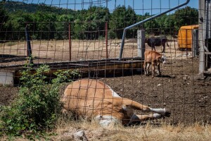 Stočari vrličkog kraja o bedrenici: Tko je zakazao, oni najbolje znaju