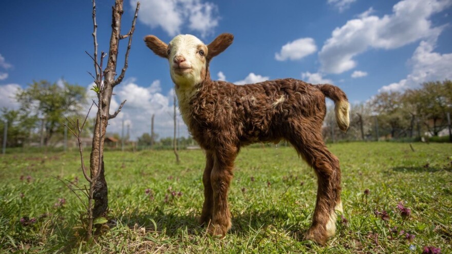 Tata mu je jarac, mama ovca, a on? Vlasnica kaže - svjetsko čudo