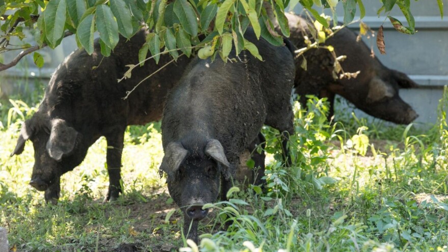 Odbjeglog nerasta crne slavonske svinje ulovili ribari u moru između Silbe i Ilovika