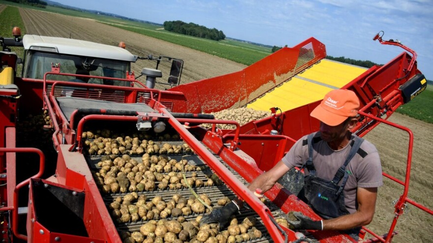 Zašto dajemo 120 puta više potpora za sijeno nego za krumpir?