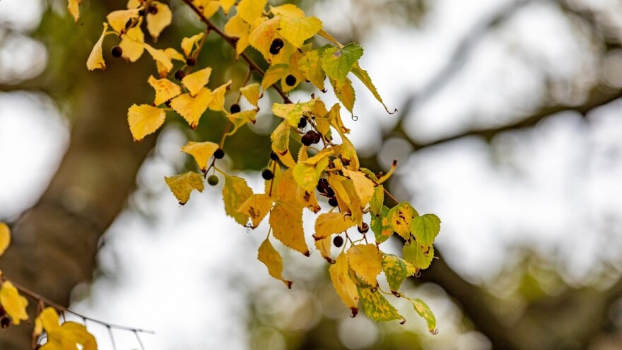 Stotinu novih života Medulinke, hrvatskog stabla 2020. godine