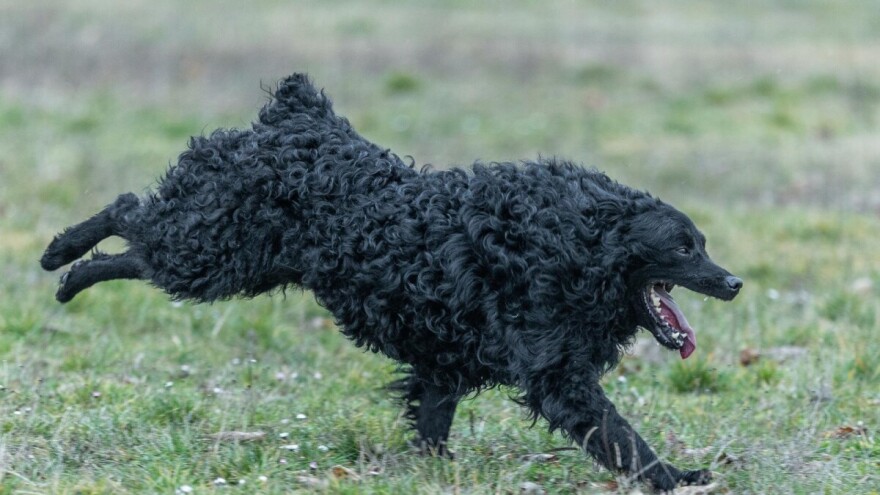 Hrvatski ovčar naše je kulturno dobro, odnedavno i sa službenim statusom