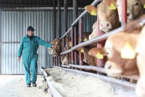 Počela žetva kukuruza: Antunu Vrakiću prinosi oko 10 t/ha