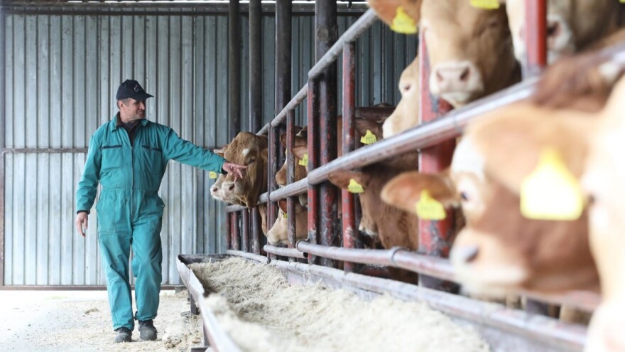 Počela žetva kukuruza: Antunu Vrakiću prinosi oko 10 t/ha