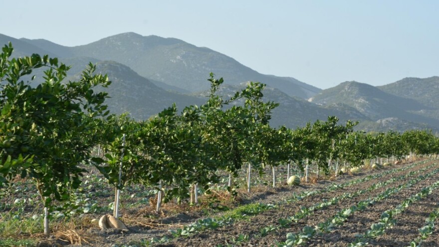 Više od 500 poljoprivrednika moglo bi ostati bez zemljišta koje obrađuju od 1997.?