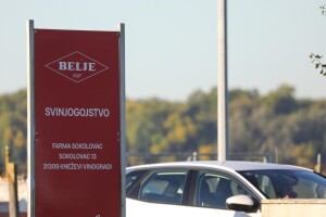 Belje: Na farmi Sokolovac je 9.829 tovljenika koji će biti eutanazirani