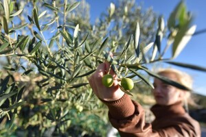 Optimalno vrijeme za berbu masline odredite praćenjem ulja u suhoj materiji i težine ploda