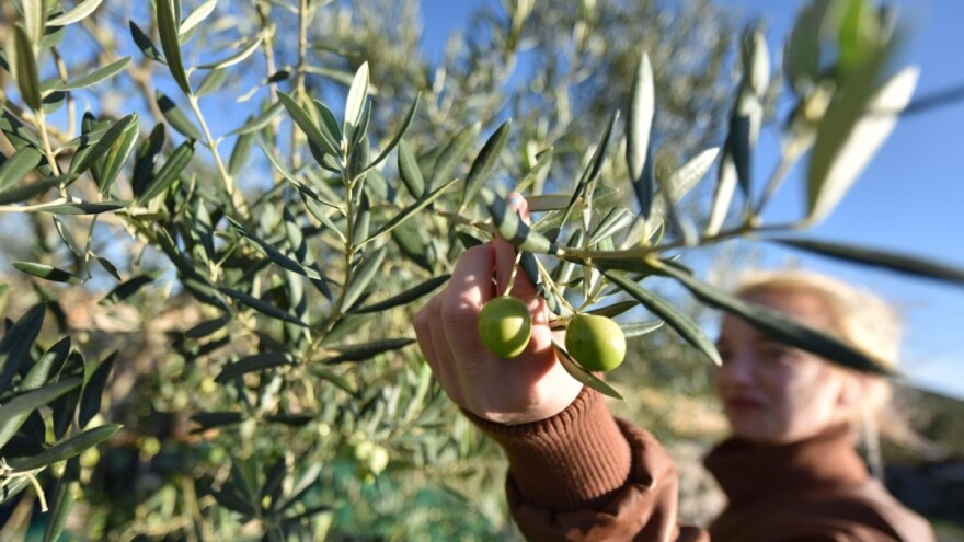 Optimalno vrijeme za berbu masline odredite praćenjem ulja u suhoj materiji i težine ploda