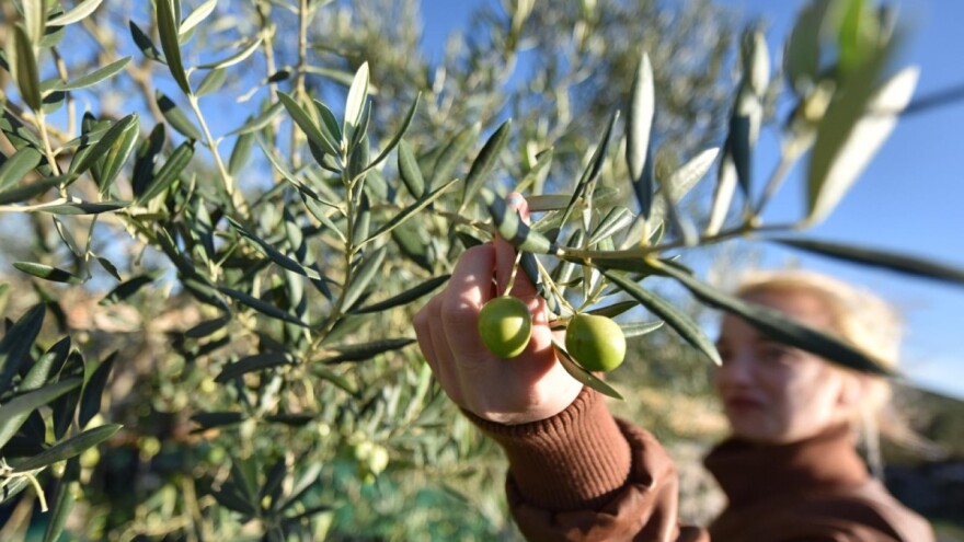 Kada je optimalno vrijeme za berbu masline? Pratite ulje u suhoj tvari i težinu ploda