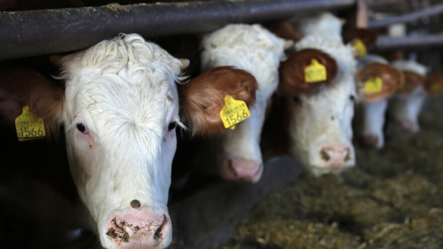 Stočaru od njegovog bika 1.300, a otkupljivačima i trgovcima 3.300 eura?