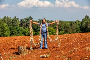 Sjajan posao Deana Pamića Nefata: ispleo vijenac češnjaka dug 8 metara i težak 50 kg!