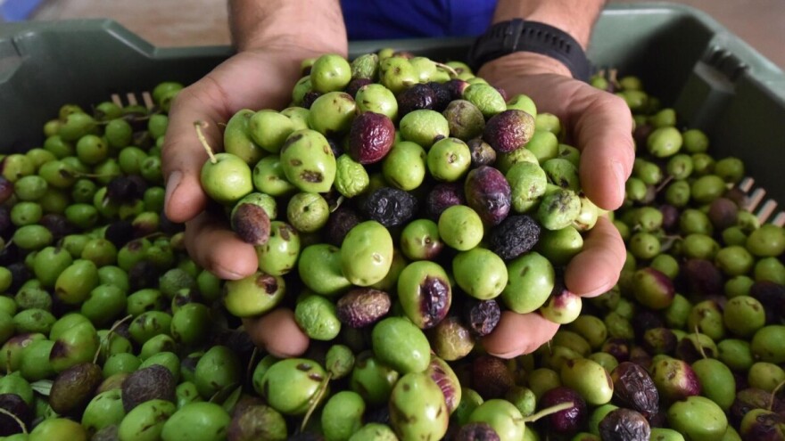 Ulja Milana Gulana i OPG-a Lupić šampioni Dana mladog maslinovog ulja Vodice