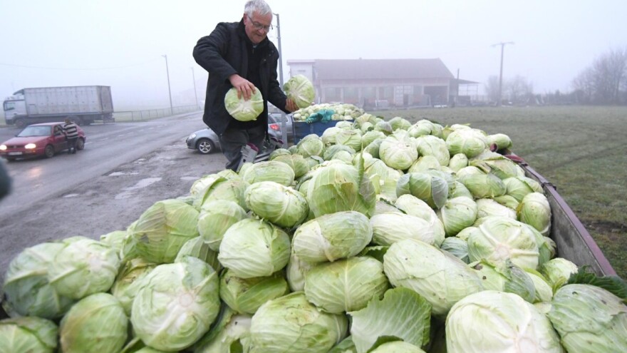 Nenaplaćeni trud: Ogorčeni poljoprivrednik besplatno podelio 10 tona kupusa