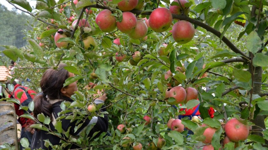 Proizvodnja voća još uvijek ne prati ulaganja, kako to promijeniti?