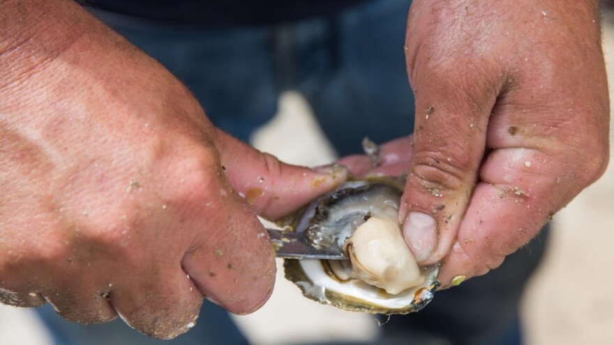 Apel stonskih školjkara: Centar za gospodarenje otpadom ugrozit će tisućljetnu tradiciju uzgoja