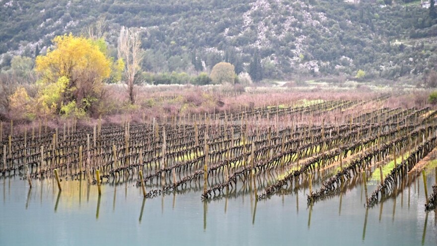 Između poplava i nade: Hoće li dalmatinski vinogradi izdržati novu sezonu?