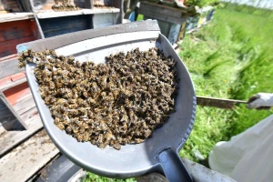 Zabranjeni pesticidi za tretiranje uljane repice glavni uzročnici pomora pčela u Hrvatskoj