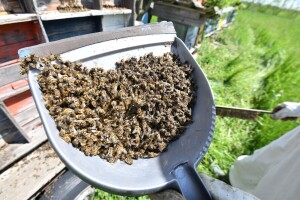 Zabranjeni pesticidi za tretiranje uljane repice glavni uzročnici pomora pčela u Hrvatskoj