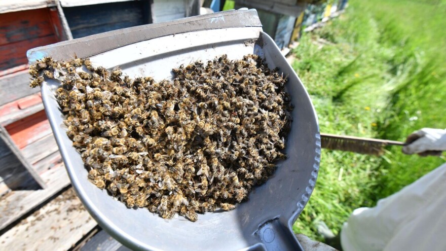 Zabranjeni pesticidi za tretiranje uljane repice glavni uzročnici pomora pčela u Hrvatskoj