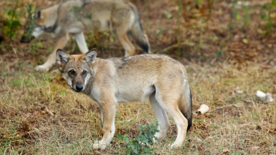 Strava u toru Tomislava Crnkovića: Vukovi poklali 15 od 28 ovaca