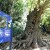 Hrvatsko stablo godine je murva iz Nacionalnog parka Krka