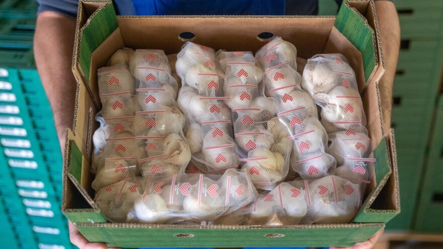 Trojica proizvođača češnjaka drže 30 posto domaće proizvodnje i dolaze iz - istog mjesta