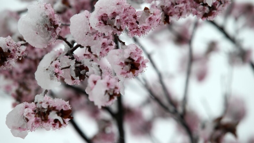 Dr.sc. Josip Ražov: Voćkama prijete advekcijski i radijacijski mrazovi