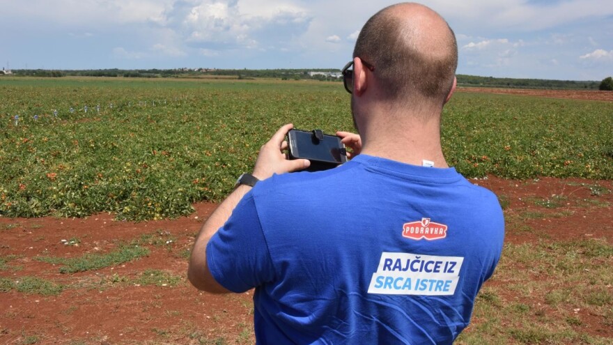 Podravka zatvara tvornicu za preradu u Umagu, kamo će s rajčicom istarski poljoprivrednici?