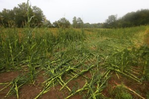 Olujno nevrijeme poharalo karlovačko područje, uništeni usjevi, vjetar kidao plastenike