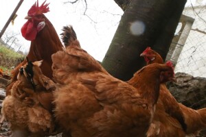 Za unaprjeđenje uzgoja izvornih pasmina peradi osigurano milijun i pol kuna