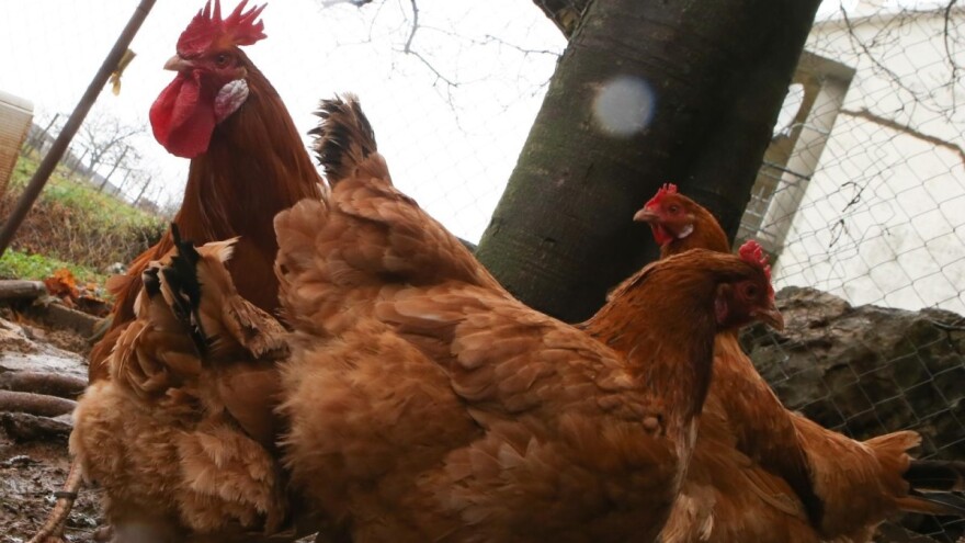 Za unaprjeđenje uzgoja izvornih pasmina peradi osigurano milijun i pol kuna