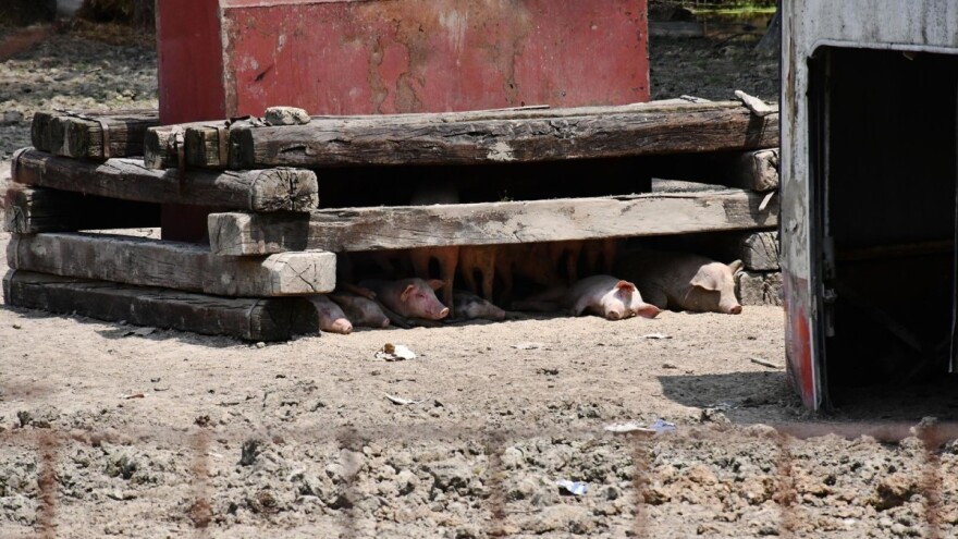 Svinjogojstvo u Vukovarsko-srijemskoj županiji otpisano? Može li opstati i u ostatku Hrvatske?