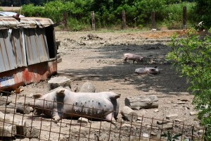 U Slavoniji zavladala tuga, napale je oluje i svinjska kuga. Vlada malu pomoć daje, a da odluče dugo traje