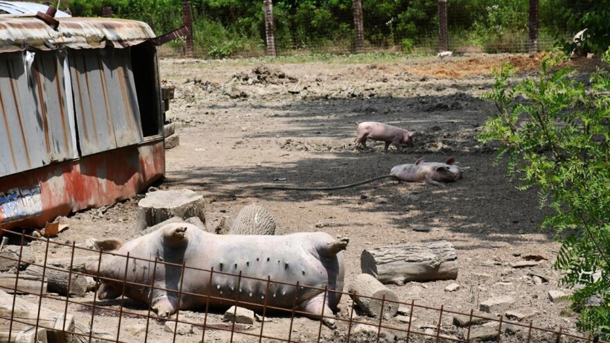 U Slavoniji zavladala tuga, napale je oluje i svinjska kuga. Vlada malu pomoć daje, a da odluče dugo traje