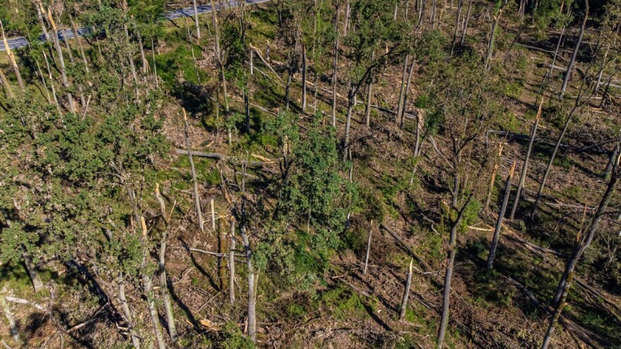 Nevrijeme iza sebe ostavilo ogoljene dijelove šuma - štete su zastrašujuće