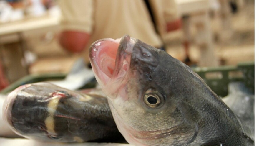 Uzgoj bijele ribe u Hrvatskoj u zadnjih pet godina uvećan 80 posto
