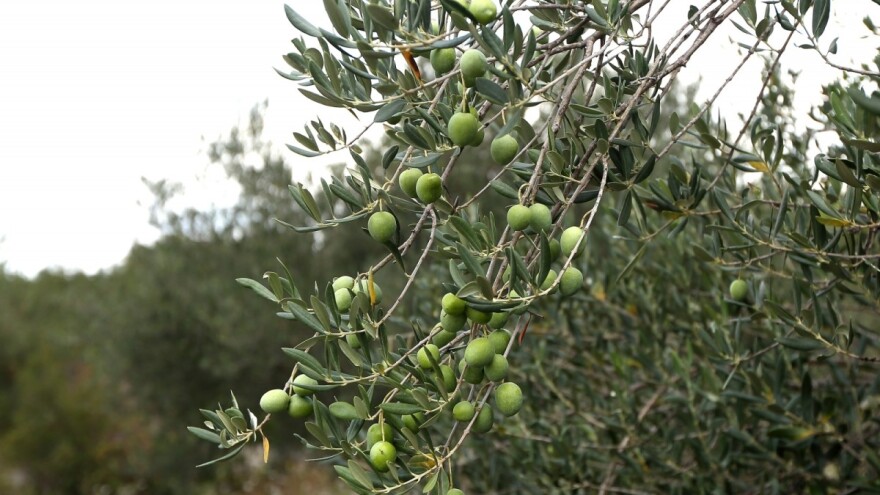 Oprez: U "điru" su paunovo oko i maslinina muha