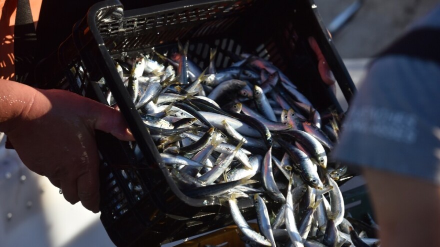 Ograničenje ukupnog ulova male plave ribe s prilovom po plovilu