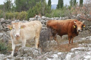 U pripremi strateški dokumenti za zaštitu buše - otpornog domaćeg govečeta