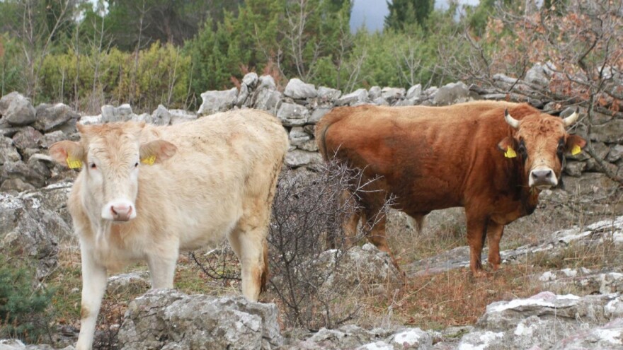 U pripremi strateški dokumenti za zaštitu buše - otpornog domaćeg govečeta